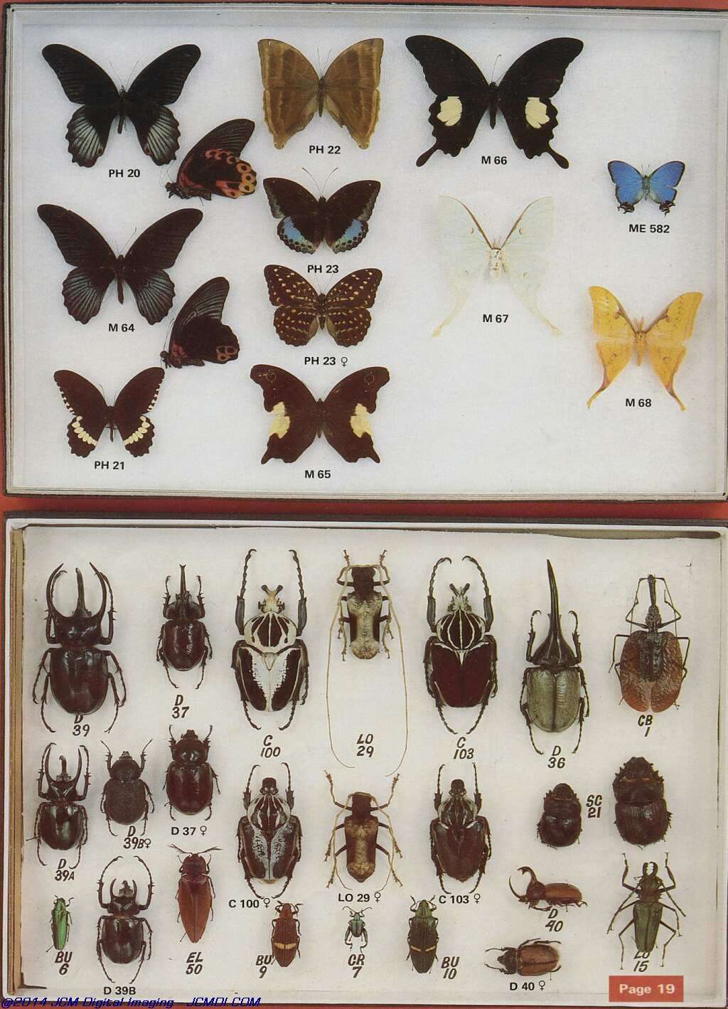 The Butterfly Company (NY) 20 page catalog 1978